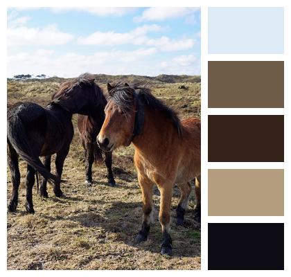 Shetland Pony Dartmoor Pony Horses Image